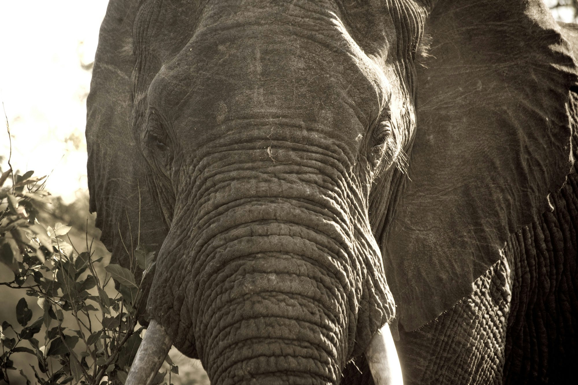 Elefantflokken til Tumaini Home.