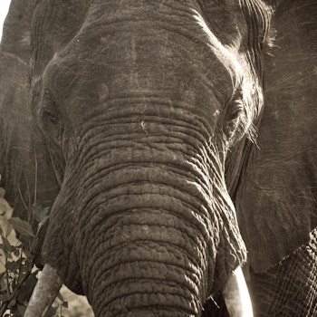 Elefantflokken til Tumaini Home.