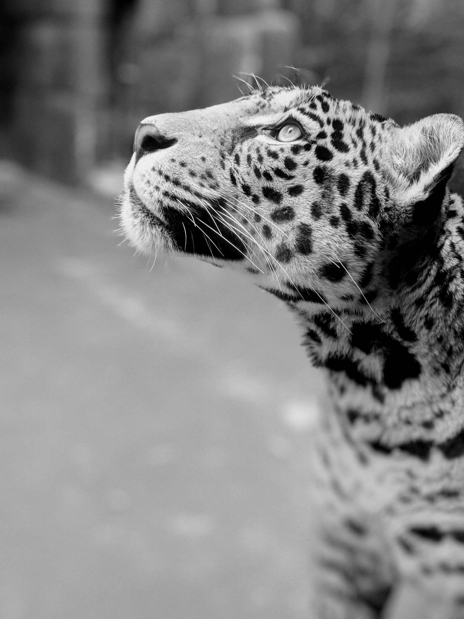 Leopardflokken til Tumaini Home