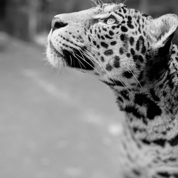 Leopardflokken til Tumaini Home