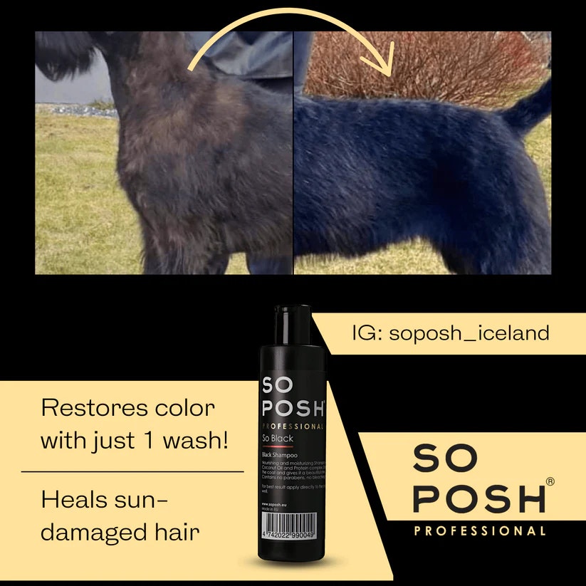 So Posh - So Black Shampoo