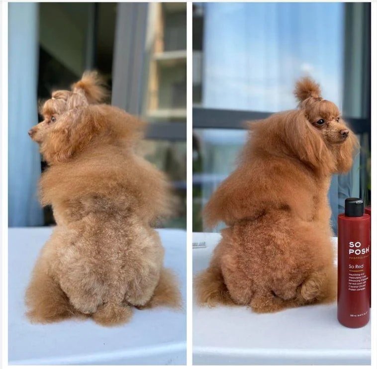 So Posh So Red Shampoo