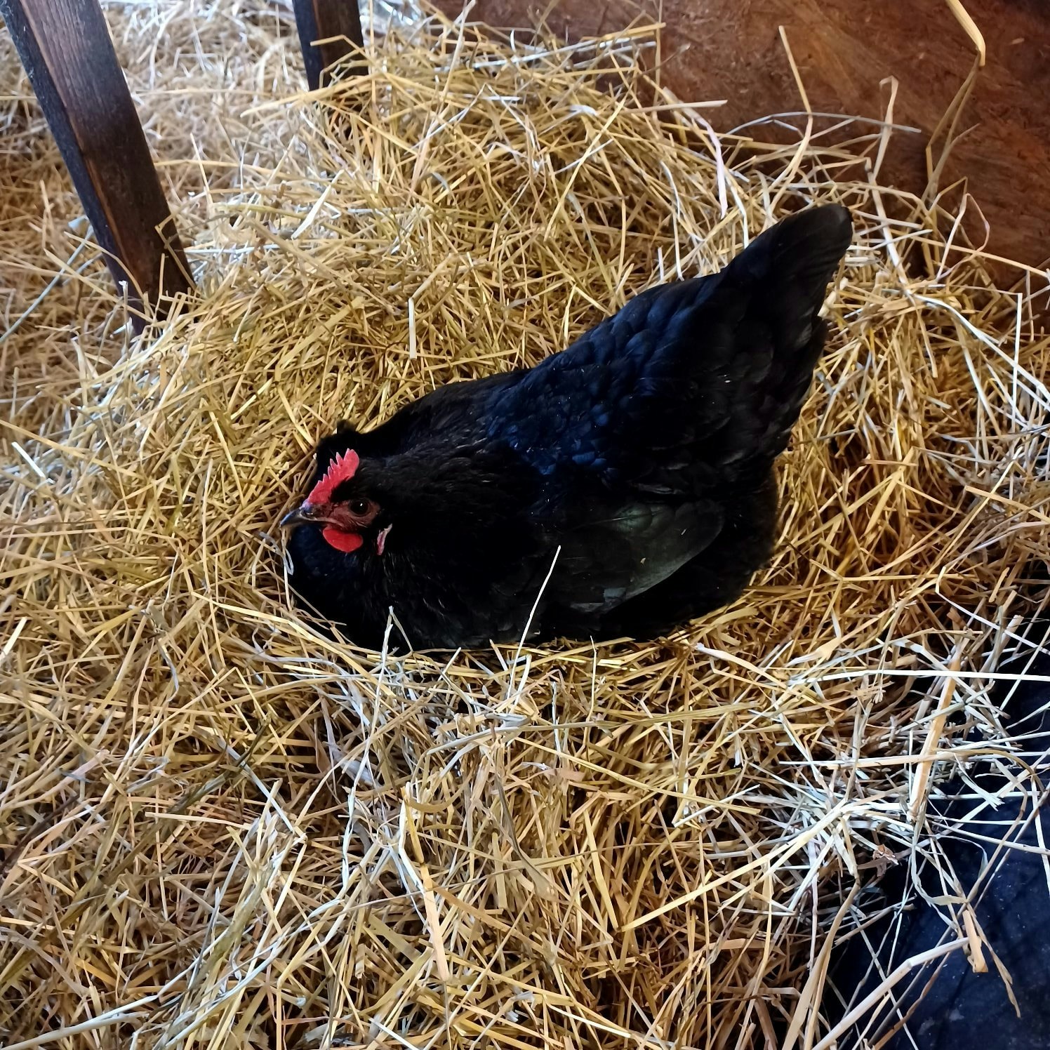 Ägg 6-pack, frigående höns ute/inne, Björkbacka Gård