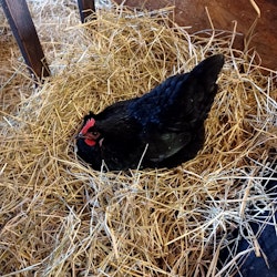 Ägg 30 st flak, frigående höns ute/inne, Björkbacka Gård