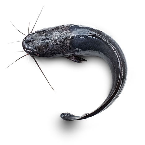 Färs av  Gårdsclarias ca 500g Färsk, Gårdsfisk
