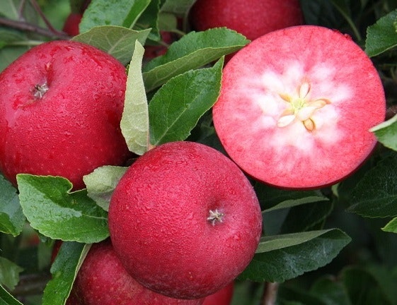 Rosette Äppelmust, Grönalunds Gårdsmusteri