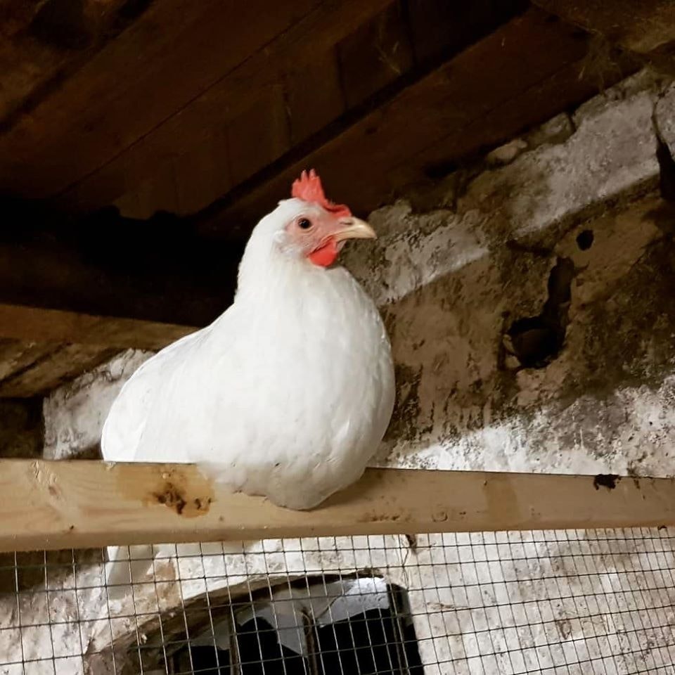 Ägg 12-pack, frigående höns ute/inne, Björkbacka Gård