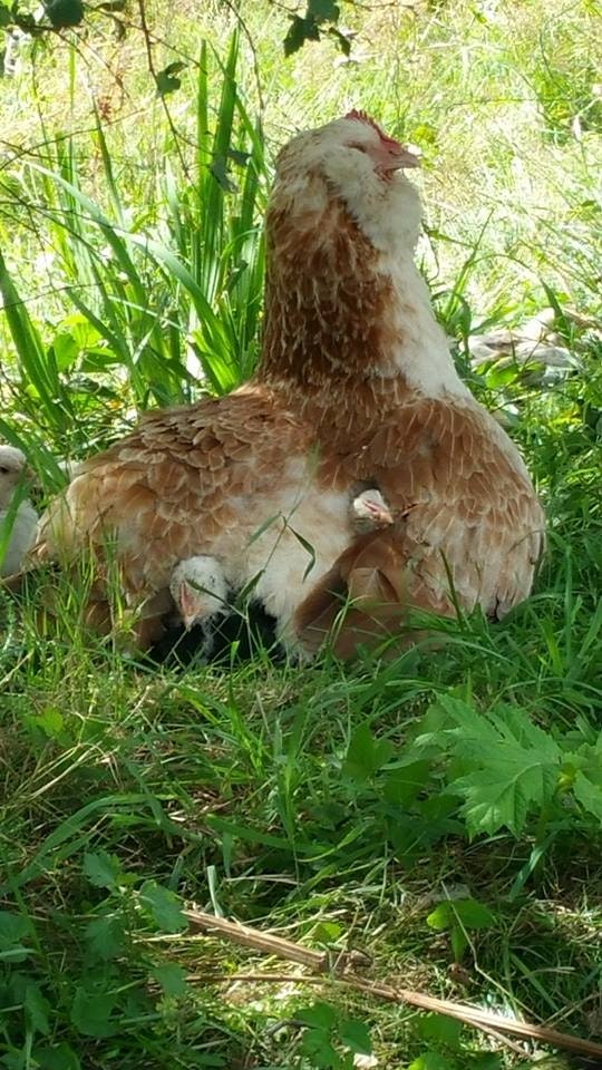 Ägg 12-pack, frigående höns ute/inne, Björkbacka Gård