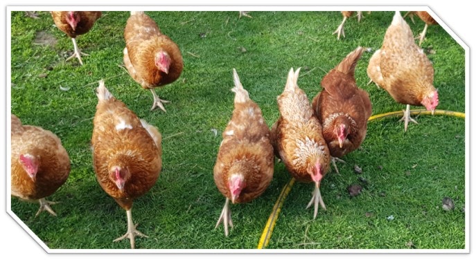 Ägg 12-pack, frigående höns ute/inne, Björkbacka Gård