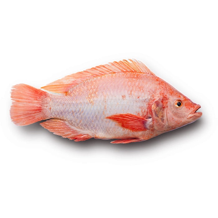 Filé av rödstrimma ca 250g Fryst, Gårdsfisk