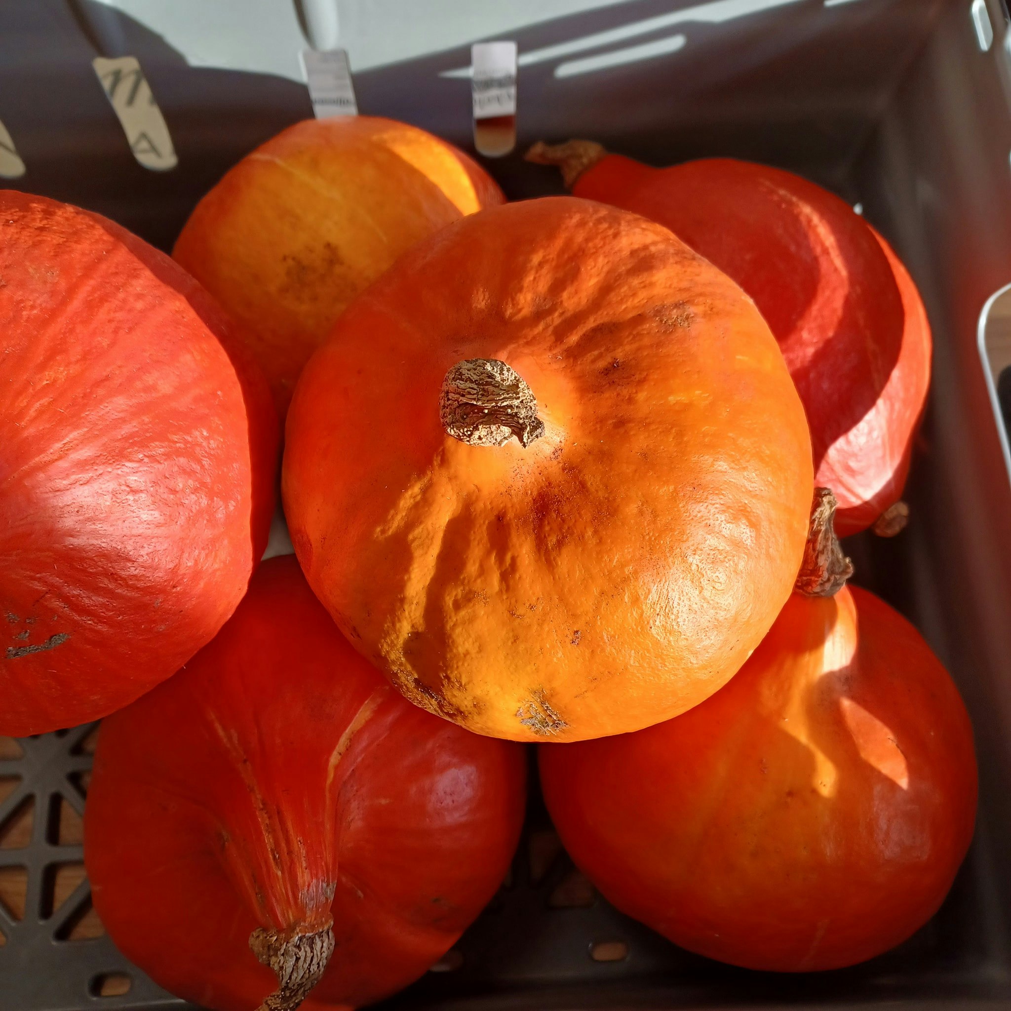 Pumpa Hokkaido, ca 1,54kg /st