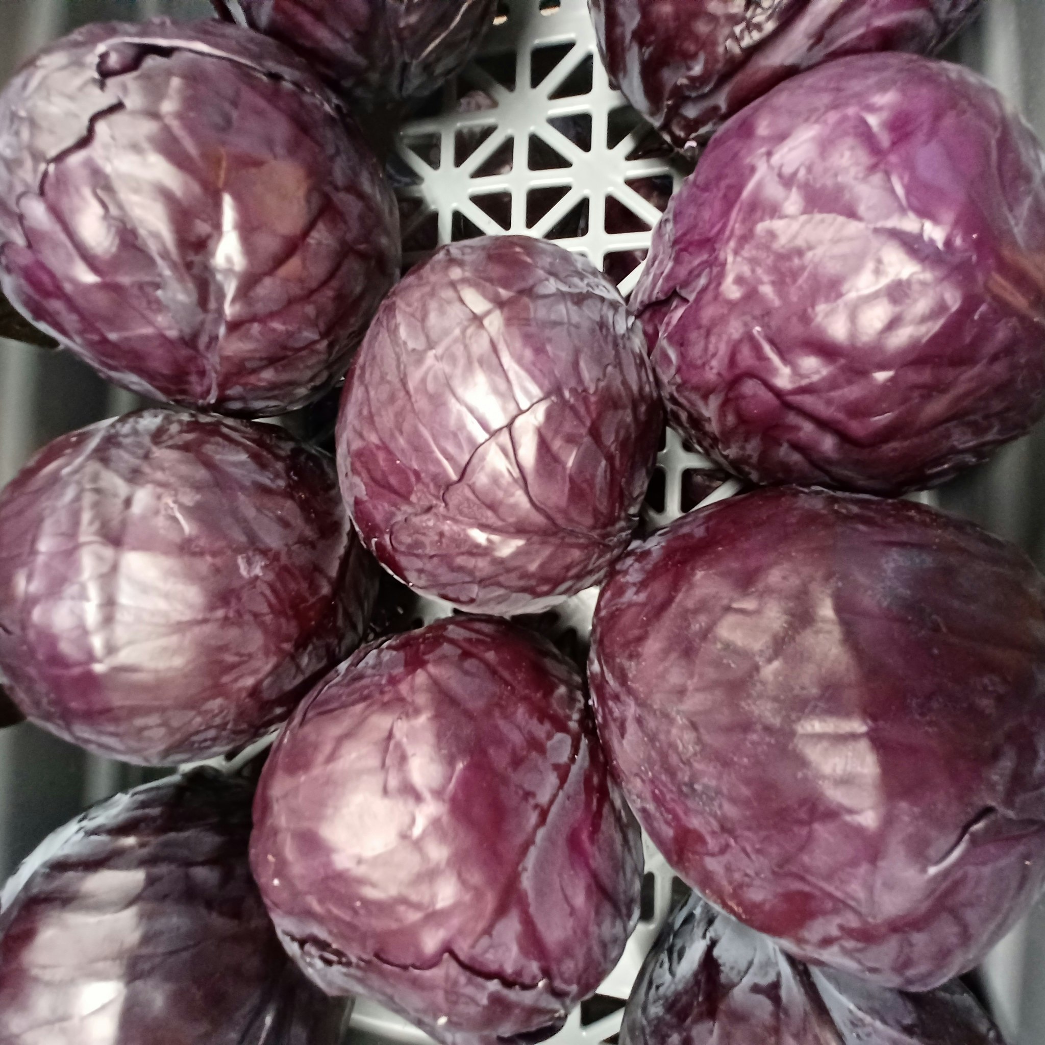 Rödkål ca 1,1kg