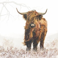 Servetter Highland Cattle, 20st