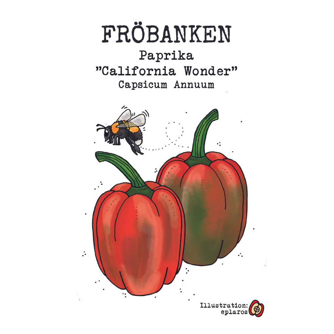 Paprika 'California Wonder', Fröbanken