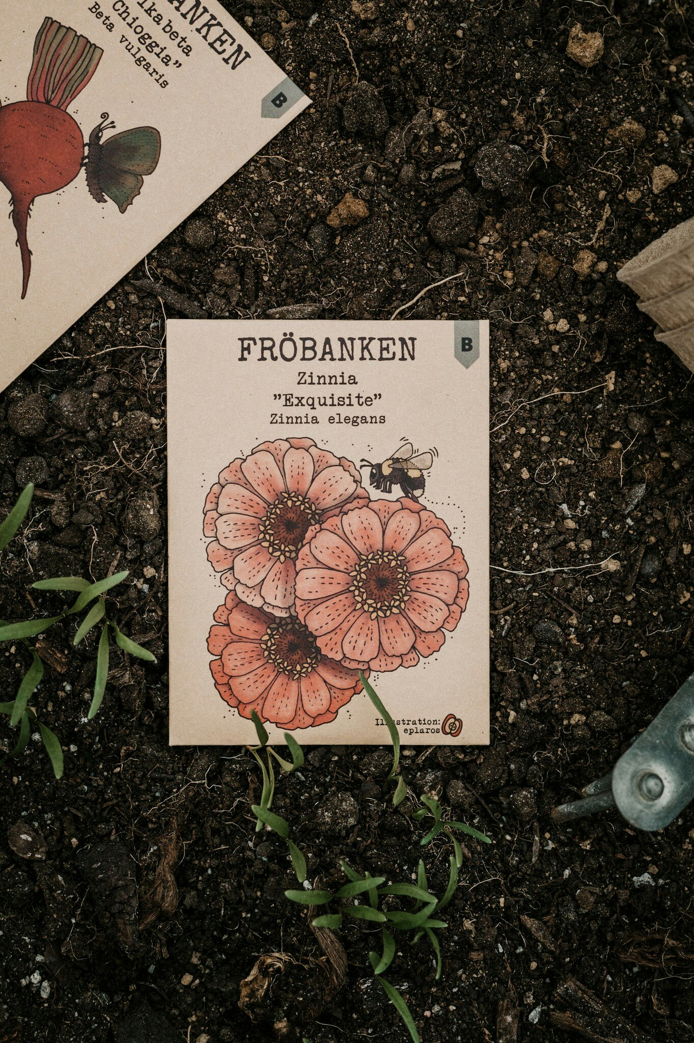Zinnia 'Exquisite', Fröbanken