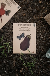 Aubergine 'Black Beauty', Fröbanken