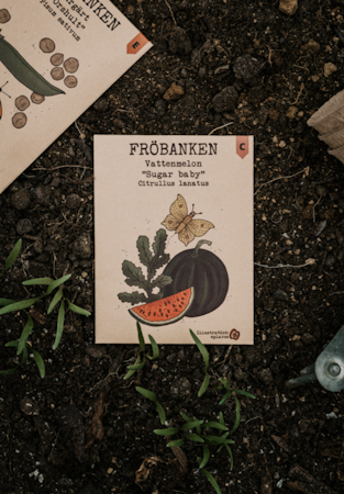 Vattenmelon 'Sugar baby', Fröbanken