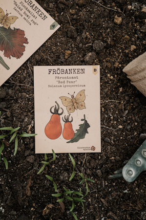 Tomat, Päron 'Red Pear', Fröbanken