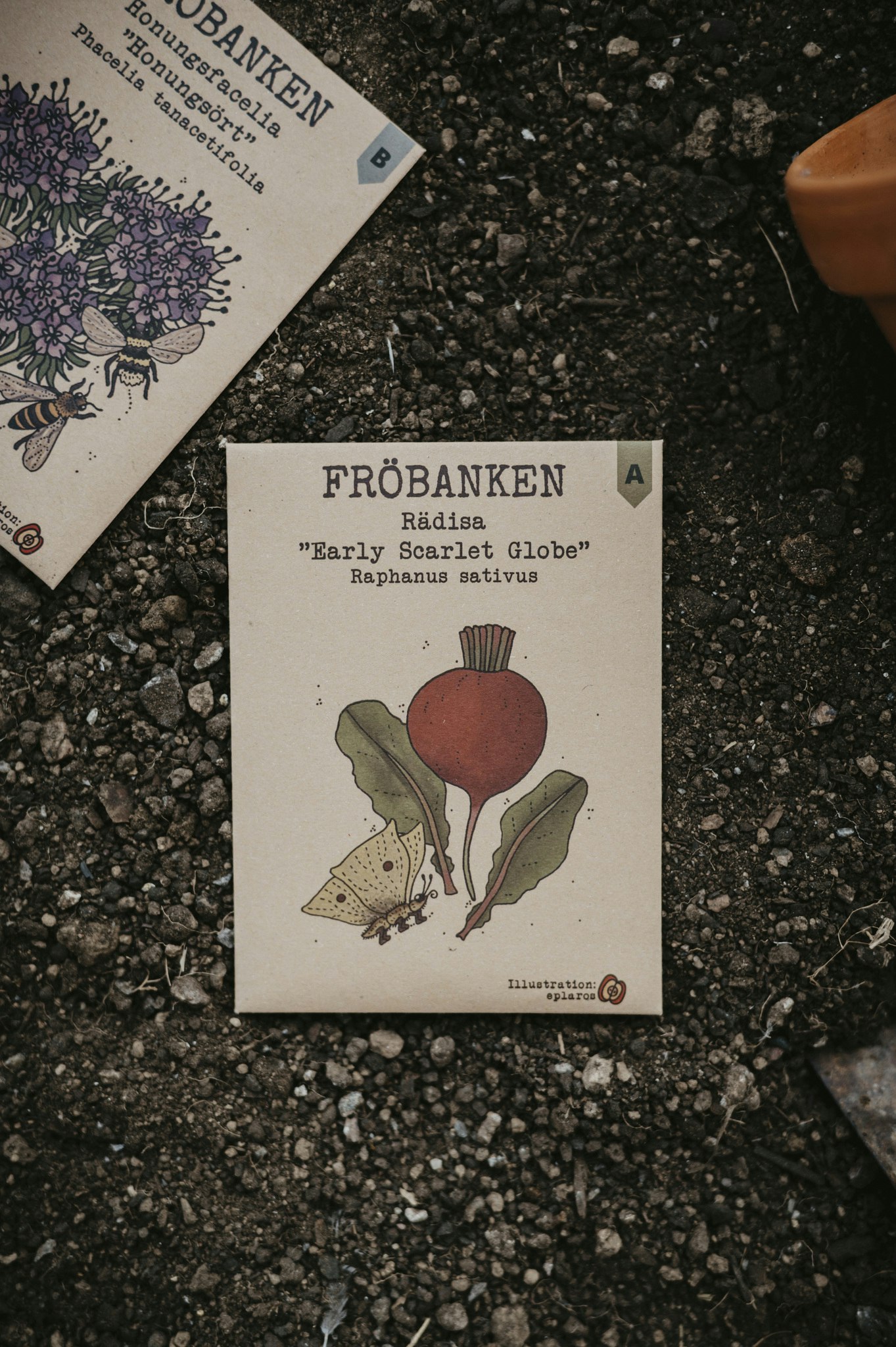 Rädisa 'Early Scarlet Globe', Fröbanken