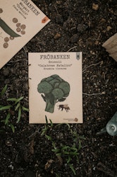 Broccoli 'Calabrese Natalino', Fröbanken