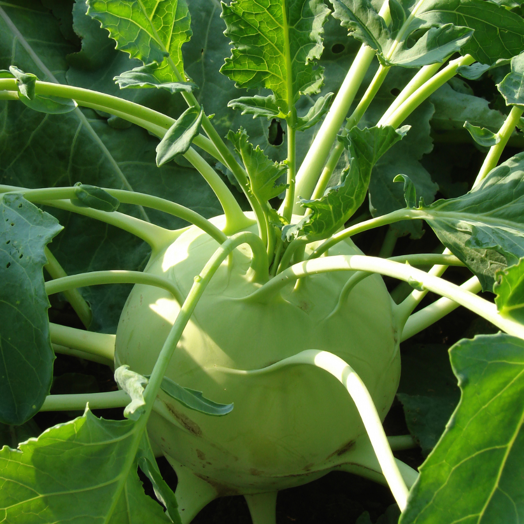 Kålrabbi 'Superschmelz Giant White', Fröbanken