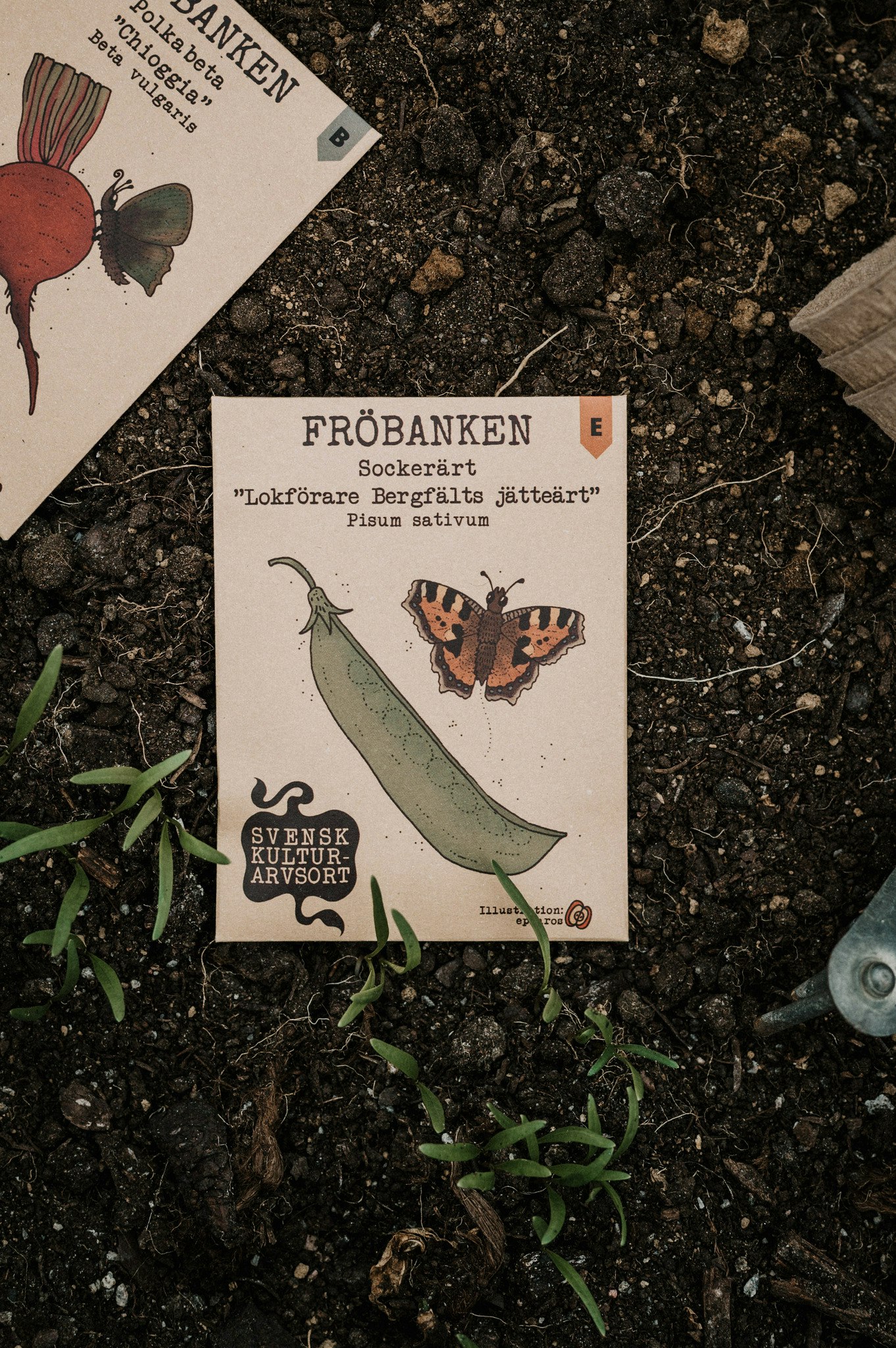 Sockerärt 'Lokförare Bergfälts Jätteärt' , Fröbanken