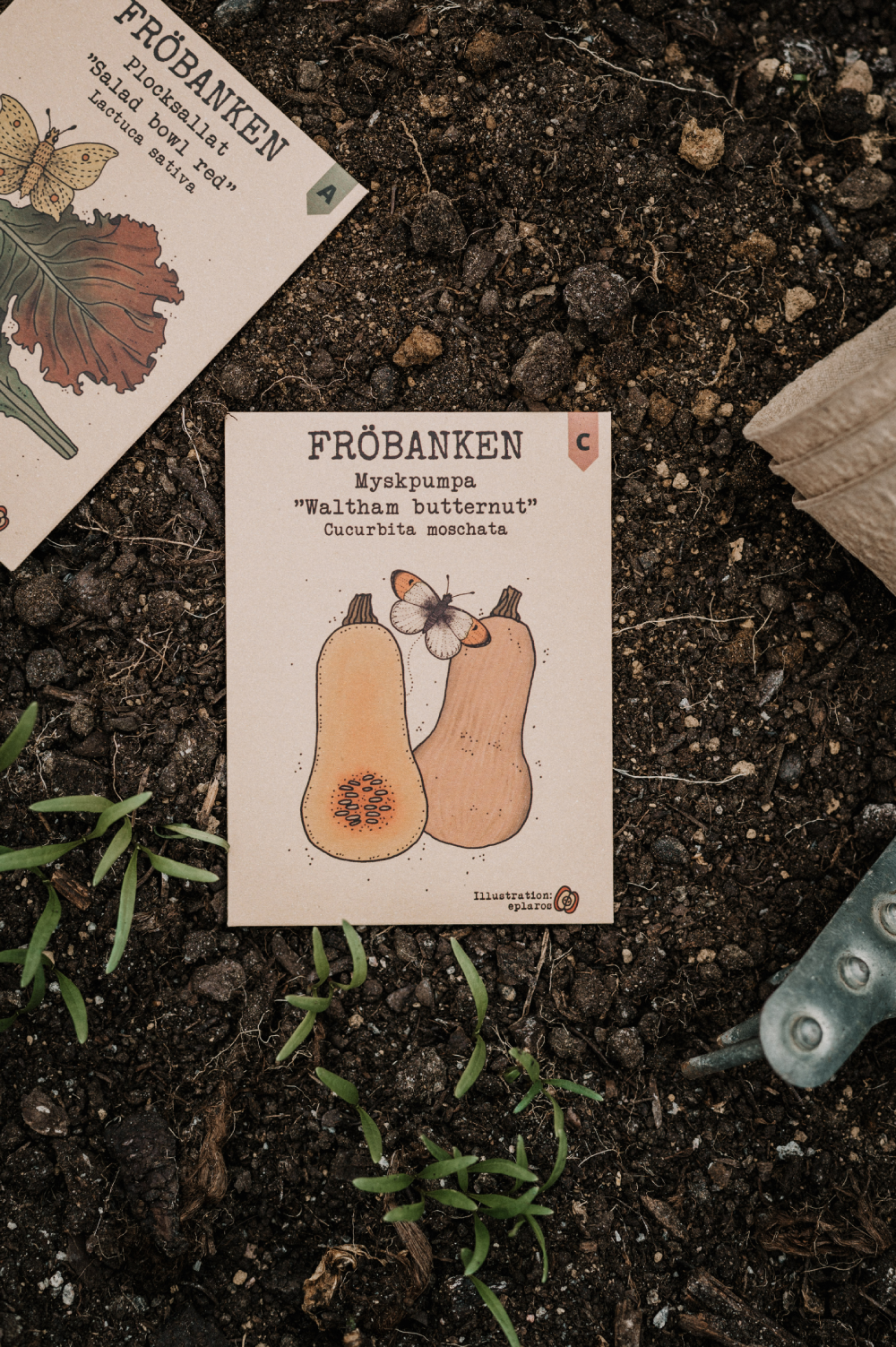 Pumpa, Mysk 'Waltham Butternut', Fröbanken