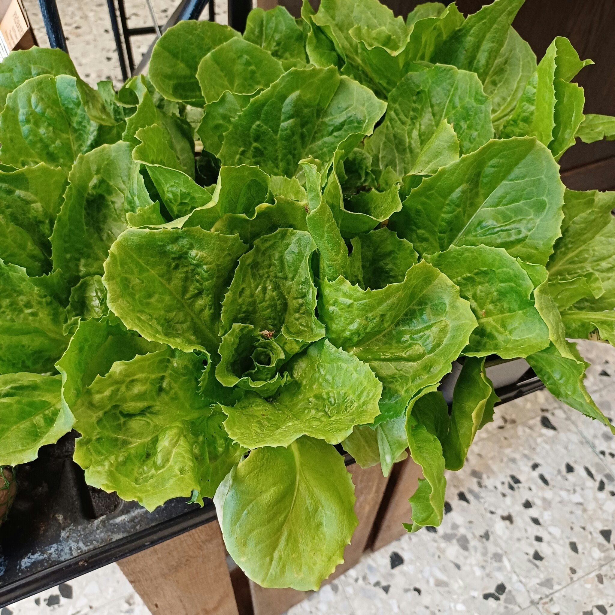 Sallat i kruka, Escarole, Björkbacka Gård