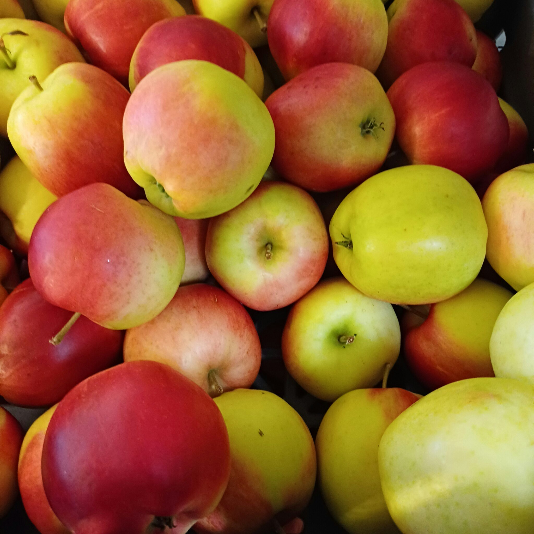 Äpple Sunrise 1kg
