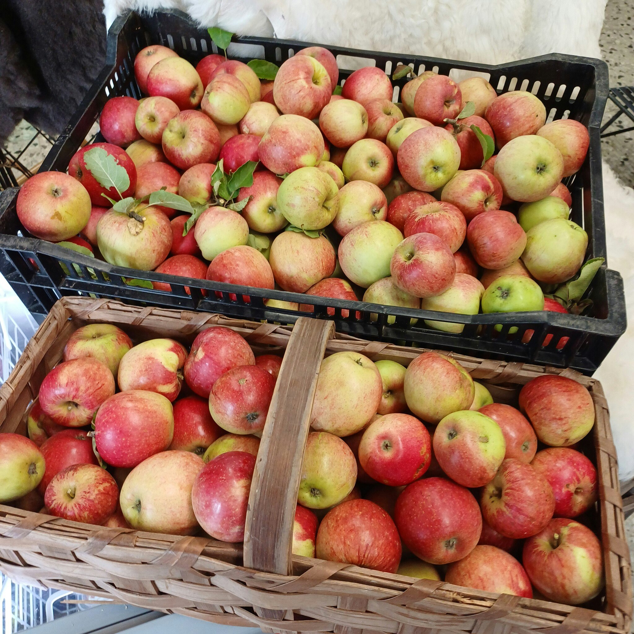 Äpple Värestorp