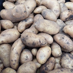 Mandelpotatis 1 kg obesprutad, Björkbacka Gård