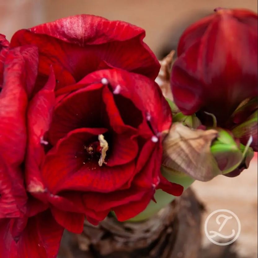 Amaryllis jumbo sättlök, Red Torro
