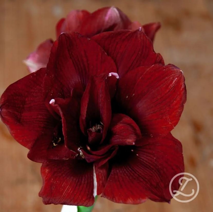 Amaryllis jumbo sättlök, Mandela