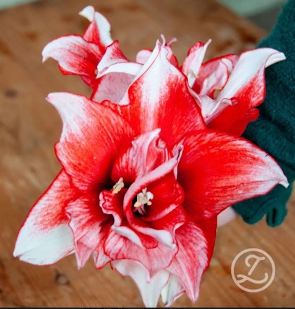 Amaryllis jumbo sättlök, Flamed Amadeus