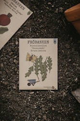 Rucolasallat 'Darkita', Fröbanken