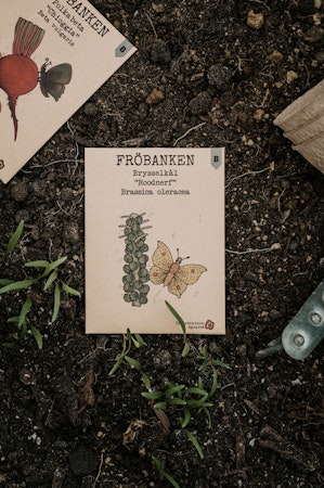 Brysselkål 'Roodnerf', Fröbanken