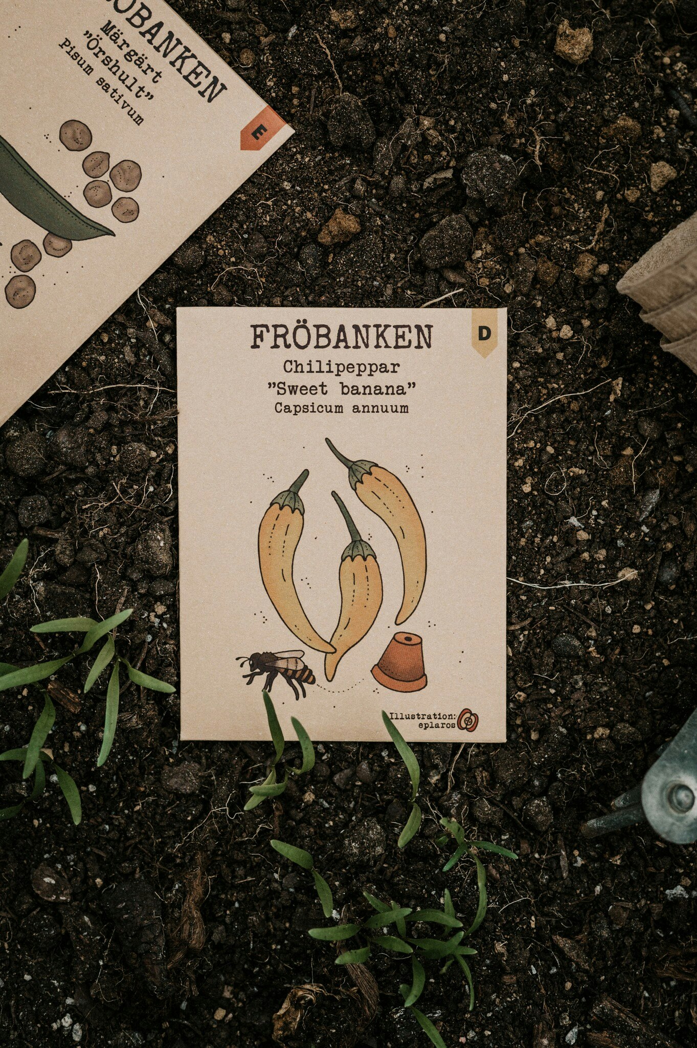 Chilpeppar 'Sweet Banana', Fröbanken