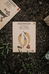 Chilpeppar 'Sweet Banana', Fröbanken