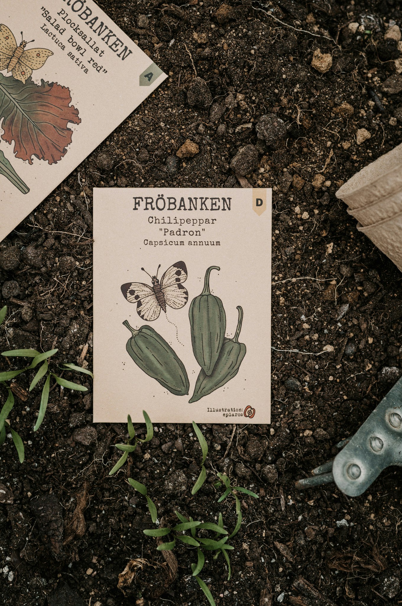 Chilipeppar 'Padron', Fröbanken