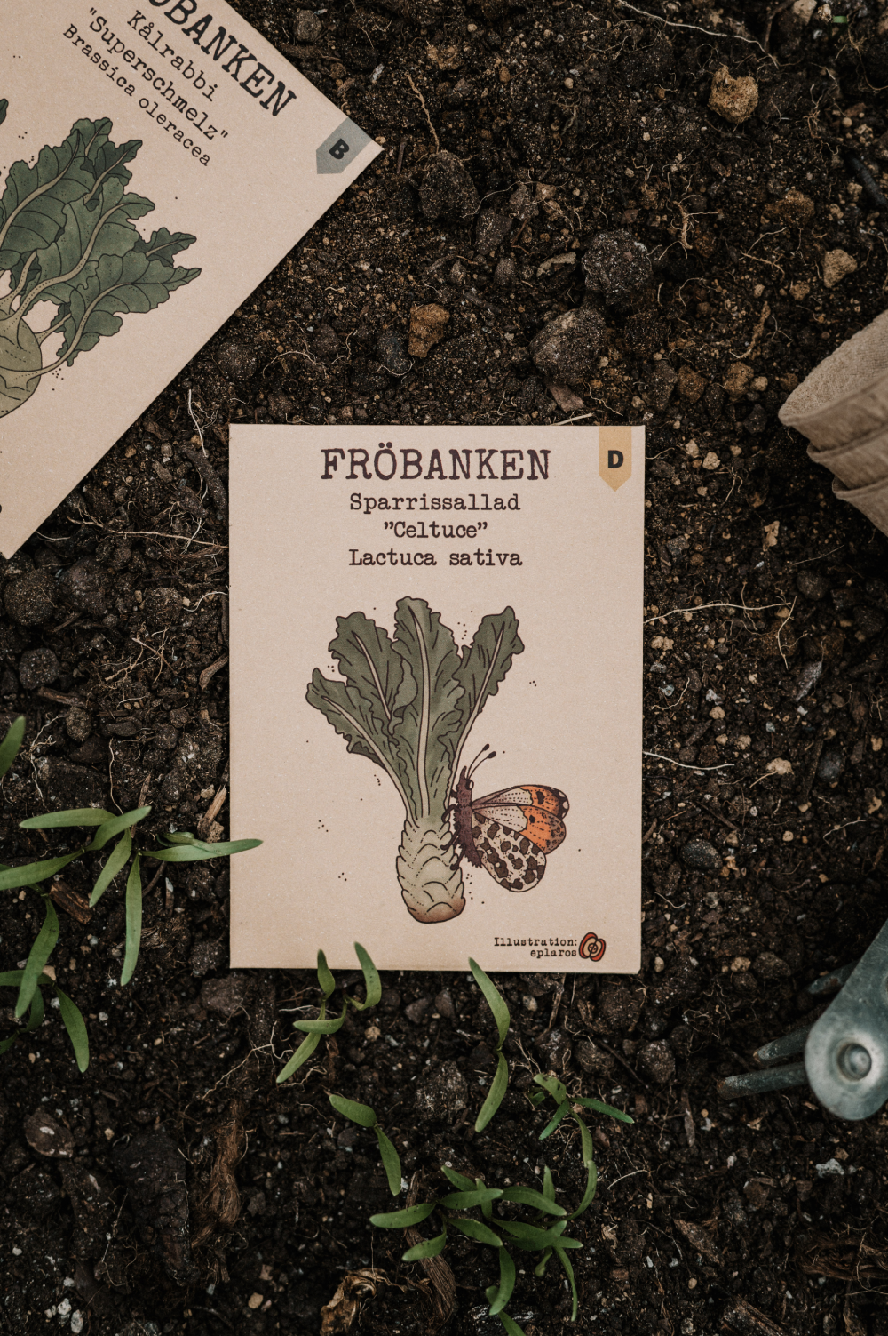 Sparrissallad 'Celtuce', Fröbanken