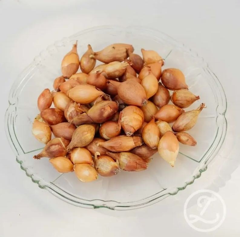 Sättlök Gul 'Boga', per Hg (100g)