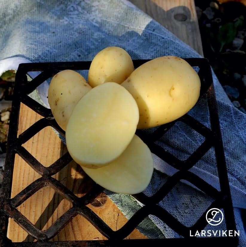Sättpotatis 'Queen Anne' 1kg, Larsviken