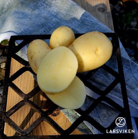 Sättpotatis 'Queen Anne' 1kg, Larsviken
