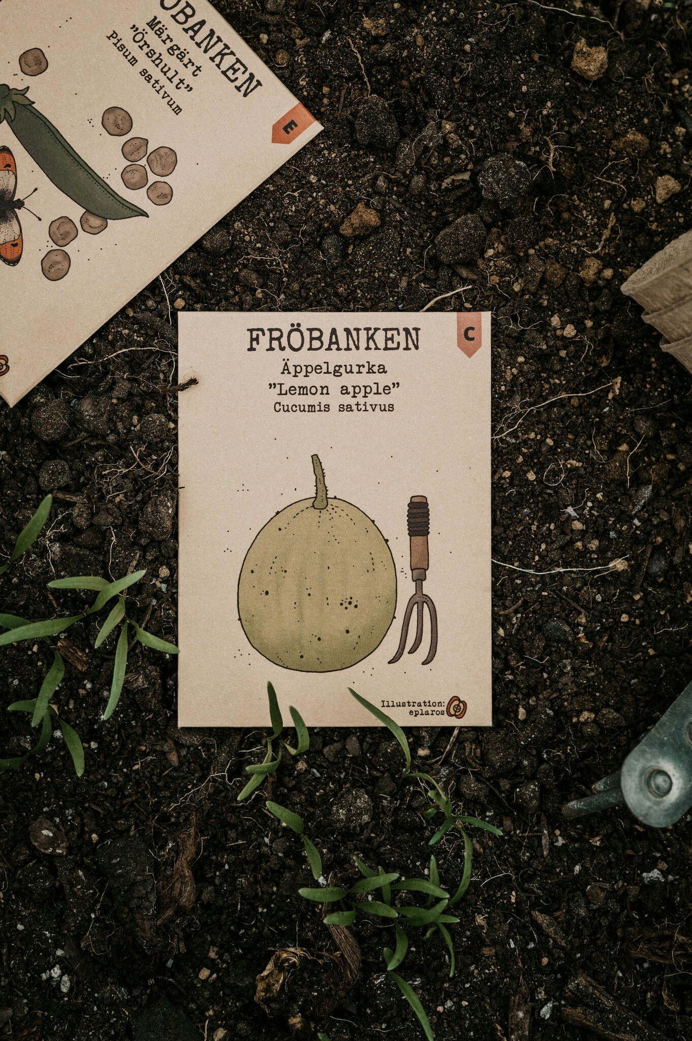 Äppelgurka 'Lemon Apple', Fröbanken