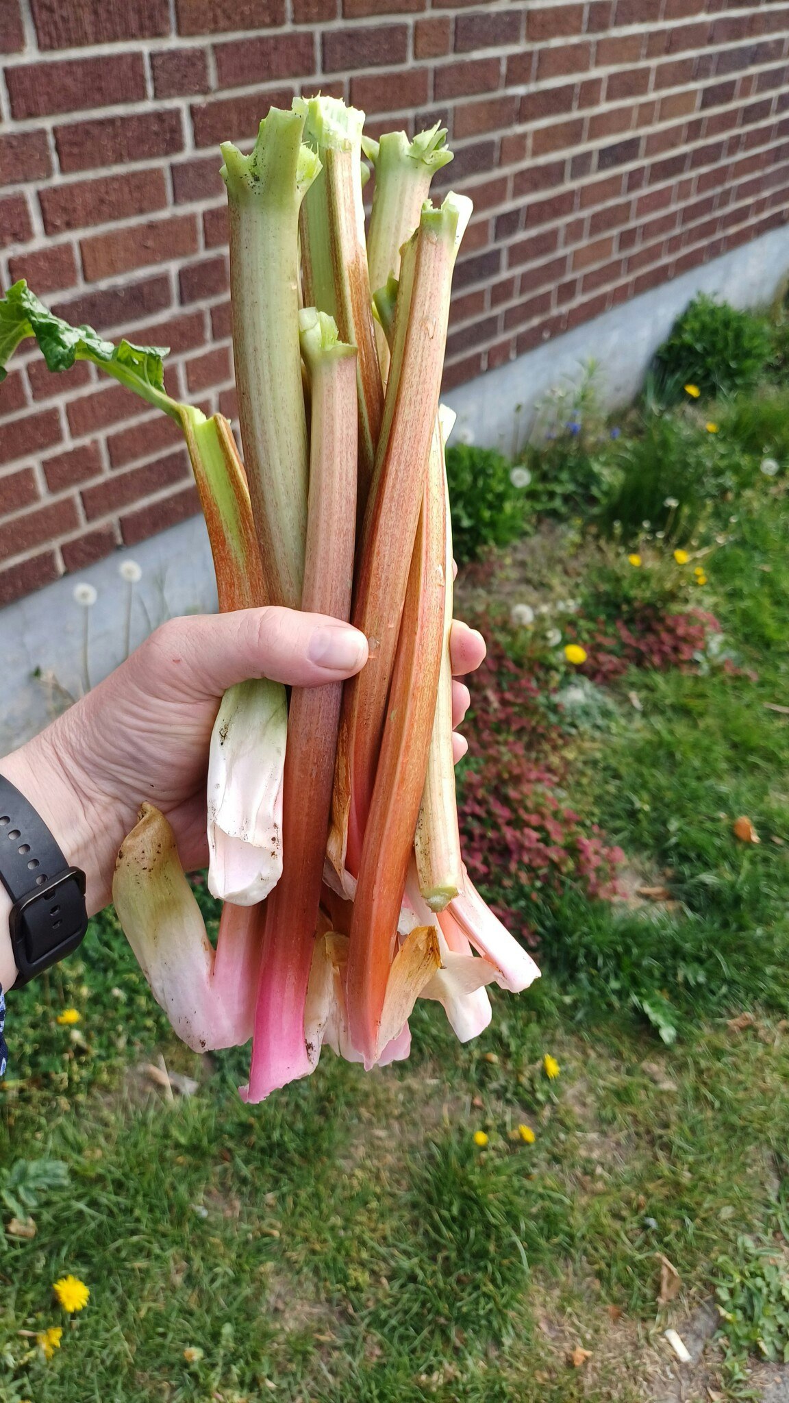 Rabarber 500g, obesprutad Björkbacka Gård