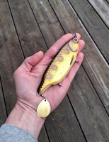 Spitfire SpottedBullhead