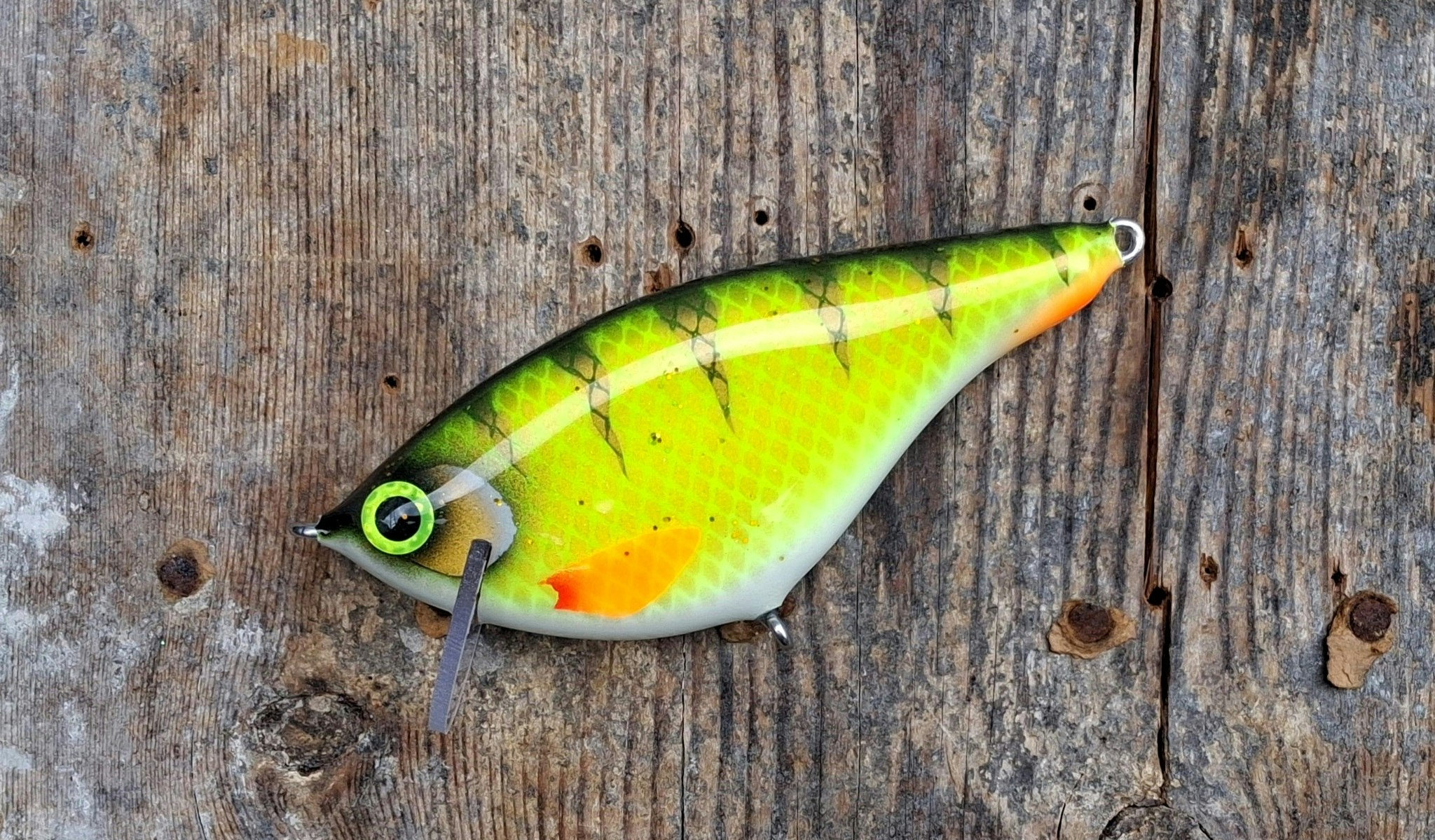 Roachrunner -Hot WhiteBellyPerch
