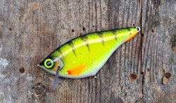 Roachrunner -Hot WhiteBellyPerch