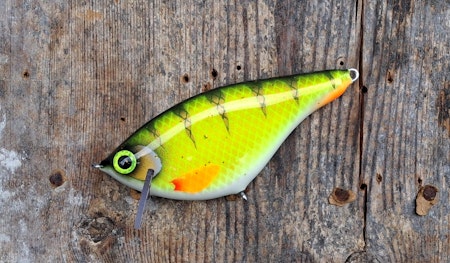 Roachrunner -Hot WhiteBellyPerch