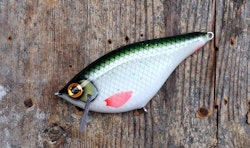 Roachrunner -Pearl Roach